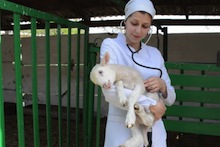 Vet holding lamb with stethoscope